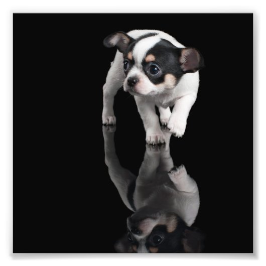 Chihuahua Fotodruck (Vorne)