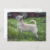 chihuahua full.png postkarte (Vorne/Hinten)