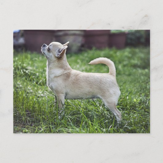 chihuahua full.png postkarte (Vorderseite)