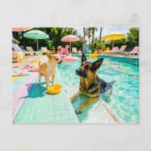 Chihuahua gegen Schäferhund-Ente