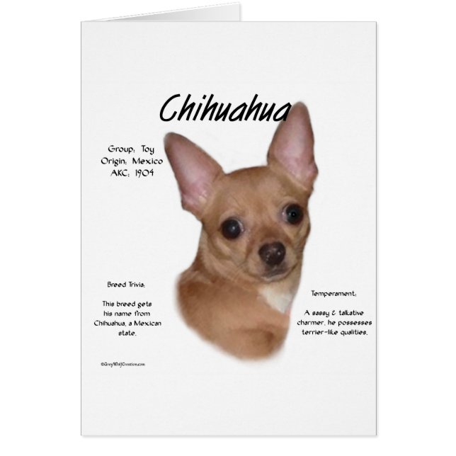 Chihuahua (glatt) Geschichtsdesign (Vorne)