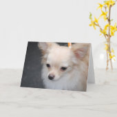 Chihuahua Grußkarten Karte (Gelbe Blume)