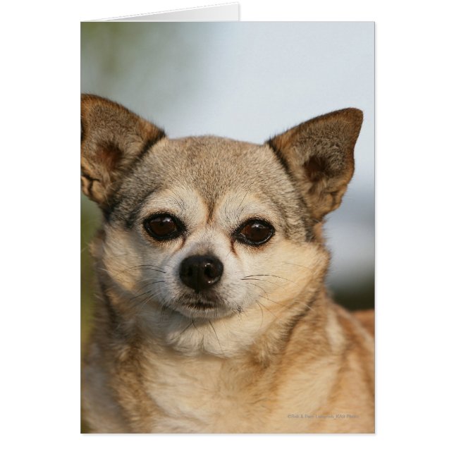 Chihuahua Headshot (Vorne)