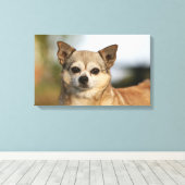 Chihuahua Headshot Leinwanddruck (Insitu (Holzboden))