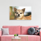 Chihuahua Headshot Leinwanddruck (Insitu (Wohnzimmer))