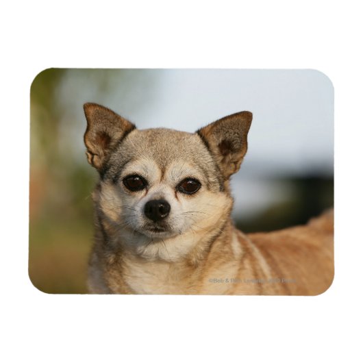 Chihuahua Headshot Magnet (Horizontal)