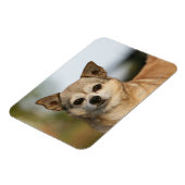 Chihuahua Headshot Magnet (Linke Seite)