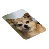 Chihuahua Headshot Magnet (Rechte Seite)