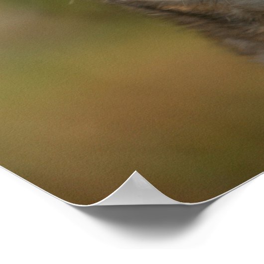 Chihuahua Headshot Poster (Ecke)