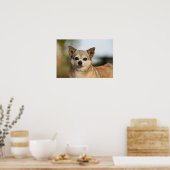 Chihuahua Headshot Poster (Küche)