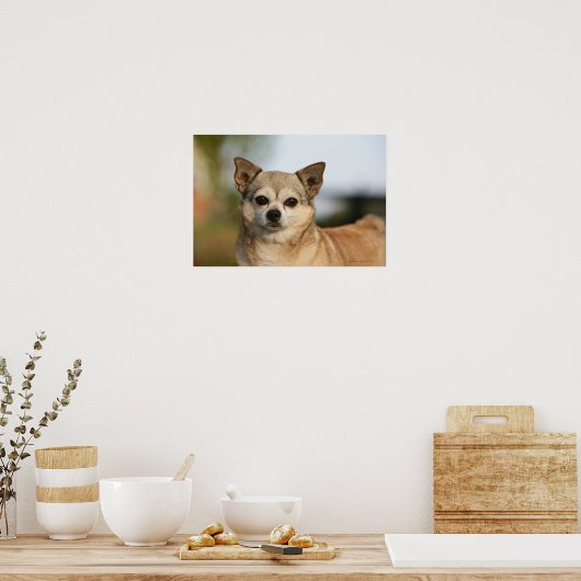 Chihuahua Headshot Poster (Küche)