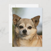 Chihuahua Headshot Postkarte (Vorne/Hinten)