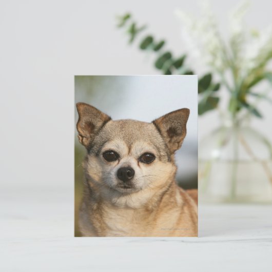 Chihuahua Headshot Postkarte (Stehend Vorderseite)