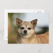 Chihuahua Headshot Postkarte (Vorne/Hinten)