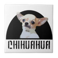 Chihuahua-Hund