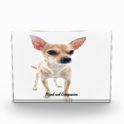 Chihuahua Hund. Fotoblock (Vorderseite)