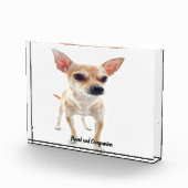 Chihuahua Hund. Fotoblock (Rechts)