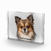 Chihuahua Hund. Fotoblock (Rechts)