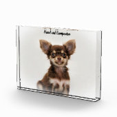 Chihuahua Hund. Fotoblock (Rechts)