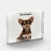 Chihuahua Hund. Fotoblock (Links)