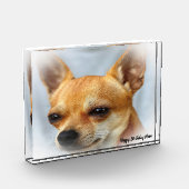 Chihuahua Hund. Fotoblock (Links)