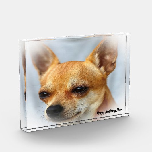 Chihuahua Hund. Fotoblock (Links)