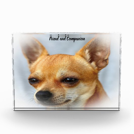 Chihuahua Hund. Fotoblock (Vorderseite)