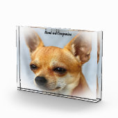 Chihuahua Hund. Fotoblock (Rechts)