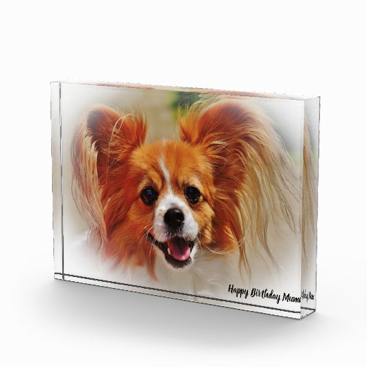 Chihuahua Hund. Fotoblock (Rechts)