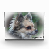 Chihuahua Hund. Fotoblock (Vorderseite)