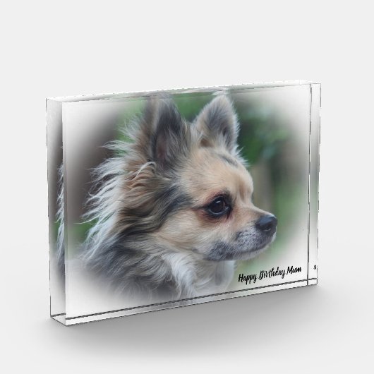 Chihuahua Hund. Fotoblock (Links)