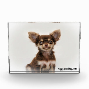 Chihuahua Hund. Fotoblock
