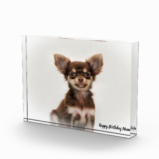 Chihuahua Hund. Fotoblock (Rechts)