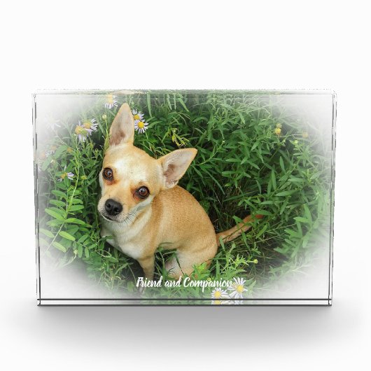 Chihuahua Hund. Fotoblock (Vorderseite)