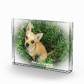 Chihuahua Hund. Fotoblock (Rechts)