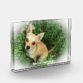 Chihuahua Hund. Fotoblock (Links)