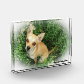 Chihuahua Hund. Fotoblock (Links)