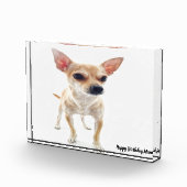 Chihuahua Hund. Fotoblock (Rechts)