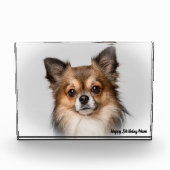 Chihuahua Hund. Fotoblock (Vorderseite)