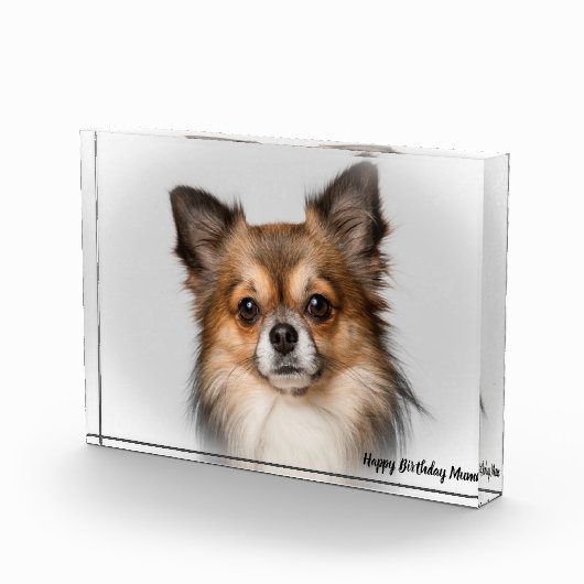 Chihuahua Hund. Fotoblock (Rechts)