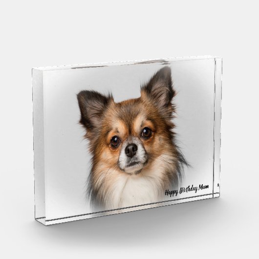 Chihuahua Hund. Fotoblock (Links)