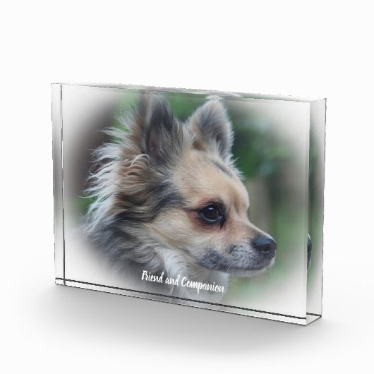 Chihuahua Hund. Fotoblock (Rechts)