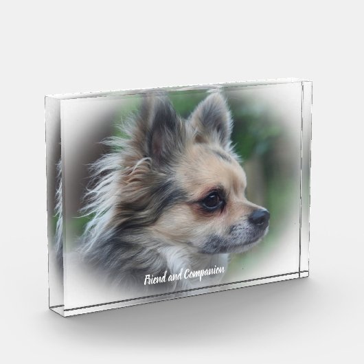 Chihuahua Hund. Fotoblock (Links)