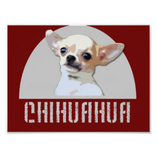 Chihuahua-Hund Fotodruck
