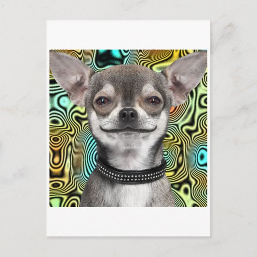 Chihuahua-Hund lächeln Postkarte (Vorderseite)