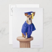 Chihuahua Hund mit Abschluss-Uniform, Studio Ankündigungspostkarte (Vorne/Hinten)