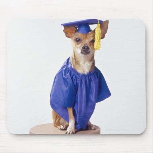 Chihuahua Hund mit Abschluss-Uniform, Studio Mousepad (Vorne)
