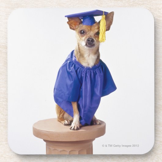 Chihuahua Hund mit Abschluss-Uniform, Studio Untersetzer (Vorderseite)