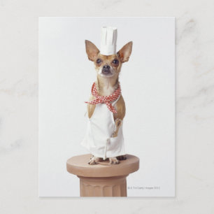 Chihuahua Hund mit Koch Weißen, Studio-Shot Postkarte