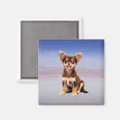 Chihuahua-Hund sitzt am Strand Magnet (Vorderseite/Rückseite)